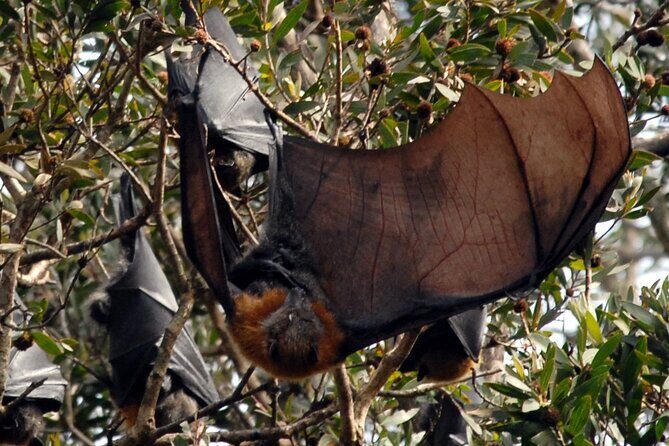 Walking with Sydney Flying Foxes (Fruit Bats) - The Sum Up: Who Should Consider This Tour?