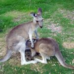 Walking with Wild Kangaroos Private Half-Day Trip from Sydney - The Itinerary in Detail