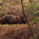 Walking with Wild Wombats Private Day Trip from Sydney - An Authentic Australian Wildlife Experience