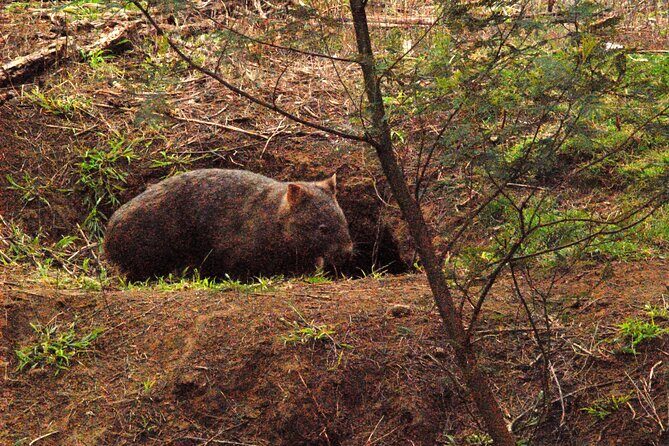 Walking with Wild Wombats Private Day Trip from Sydney - An Authentic Australian Wildlife Experience