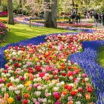Warmond: Windmill Cruise and Keukenhof Entry Ticket - The Sum Up