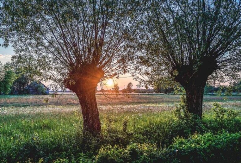 Warsaw: Half-Day Private Chopin Tour to Zelazowa Wola - FAQ