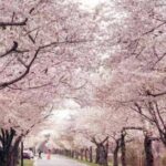 Washington D.C. Cherry Blossom,Baltimore 3-Day Tour from Boston - What’s Included and What’s Not