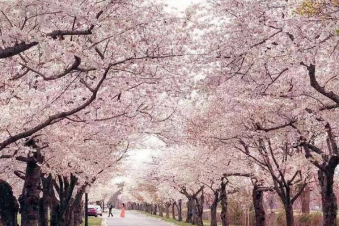 Washington D.C. Cherry Blossom,Baltimore 3-Day Tour from Boston - What’s Included and What’s Not