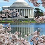 Washington DC: Cherry Blossom Walking Tour - Who Should Consider This Tour?