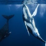 Watch and Swim with Humpback Whales in Moorea - Final Thoughts