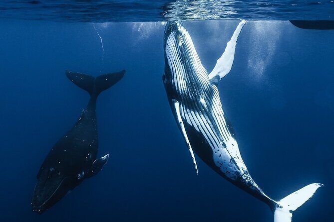 Watch and Swim with Humpback Whales in Moorea - Final Thoughts