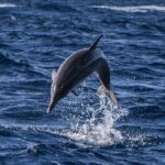 Watching whales and dolphins on Terceira Island - What to Expect on the Tour