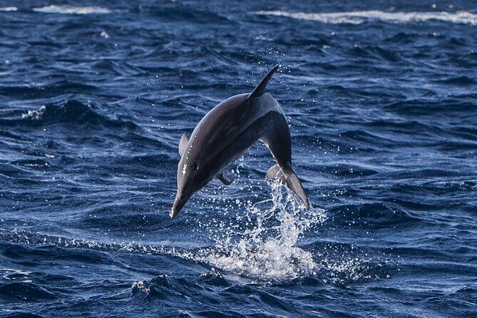 Watching whales and dolphins on Terceira Island - What to Expect on the Tour