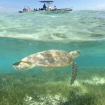 Water Taxi Signal Island Turtle Tour for cruisers - Who Would Love This Tour?