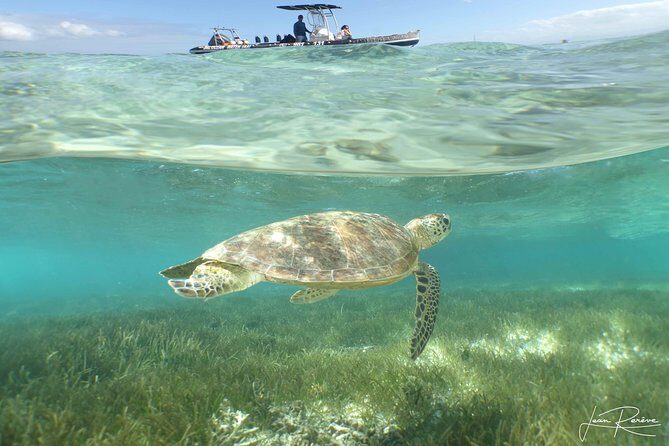 Water Taxi Signal Island Turtle Tour for cruisers - Who Would Love This Tour?