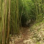 Waterfall and Rainforest Adventure - The Sum Up