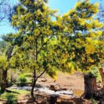 Waterfalls, Wildflowers & Wandoo Hiking Experience - Final Thoughts