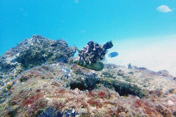 Wave Break Island Scuba Diving on the Gold Coast - The Experience Itself: Pros and Cons