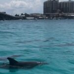 Waverunner Dolphin Tour - The Sum Up: Is the Waverunner Dolphin Tour Worth It?