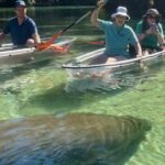 Weeki Wachee Clear Kayak Ecotours Manatee Season - November 14th-March 31st - An In-Depth Look at the Weeki Wachee Kayak Eco-Tour