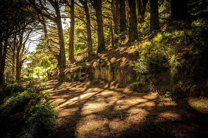 Wellington Private Highlight Fullday tour - Final Thoughts: Why This Tour Helps You Make the Most of Wellington