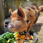 Wellington Zoo Entry Ticket + Animals of Aotearoa Group Tour - Final Thoughts