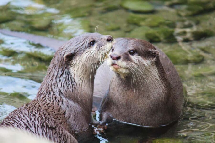 Wellington Zoo General Entry Tickets - Key Points