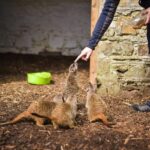 Wells House, Co Wexford: Entry, Picnic & Meerkat fun - An in-depth look at the Wells House experience