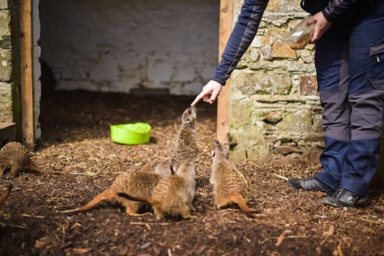 Wells House, Co Wexford: Entry, Picnic & Meerkat fun - An in-depth look at the Wells House experience