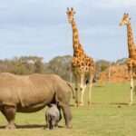 Werribee Open Range Zoo: Entry Ticket - The Sum Up