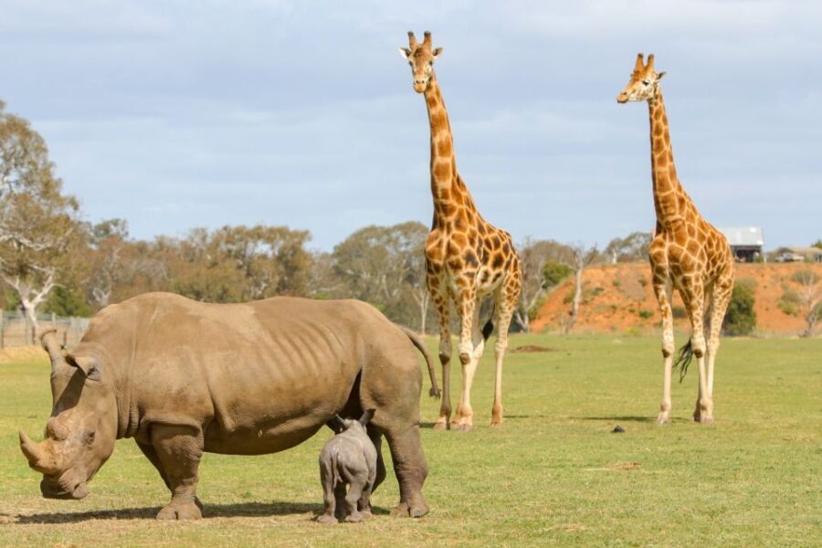 Werribee Open Range Zoo: Entry Ticket - The Sum Up