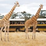 Werribee Open Range Zoo General Admission Ticket - Why This Experience Offers Great Value