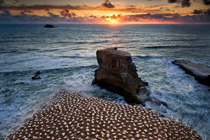 West Coast Discovery - Piha Beach or Muriwai Beach from Auckland - A Deep Dive into the West Coast Discovery Experience