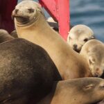 West Harbor LA 45-Minute Narrated Harbor Cruise of San Pedro - The Experience: What It Feels Like