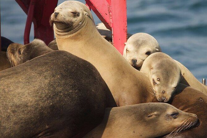 West Harbor LA 45-Minute Narrated Harbor Cruise of San Pedro - The Experience: What It Feels Like