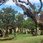 West Madeira:, Laurel Forest, Waterfall, Rock Pools, Walk - Who Will Love This Tour?