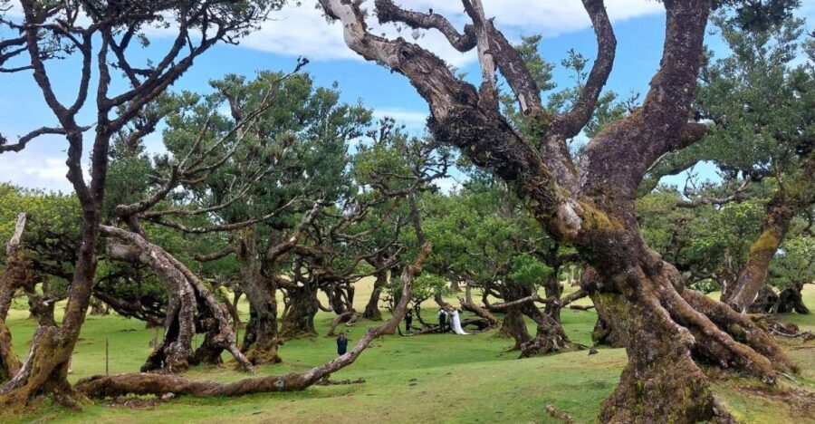West Madeira:, Laurel Forest, Waterfall, Rock Pools, Walk - Who Will Love This Tour?
