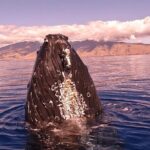West Maui Sunset Whale Watch - Who Should Consider This Tour?