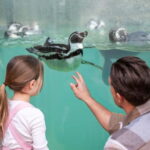 West Midlands Safari Park: Day Admission Ticket - An In-Depth Look at West Midlands Safari Park