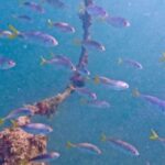 West Palm Beach: Beginner Jet Snorkel Tour with Videos - A Realistic Look at the West Palm Beach Jet Snorkel Tour