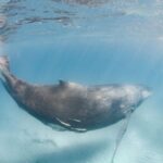 Western Australia: Swim with Humpback Whales - The Snorkeling at Ningaloo Reef