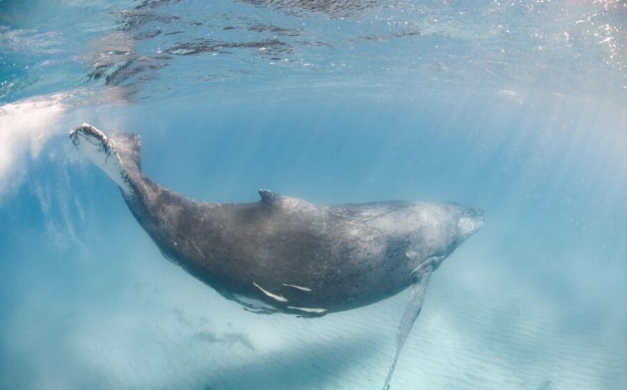 Western Australia: Swim with Humpback Whales - The Snorkeling at Ningaloo Reef