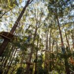 Western Sydney Tree Ropes Course - Why We Think This Tour Works for You