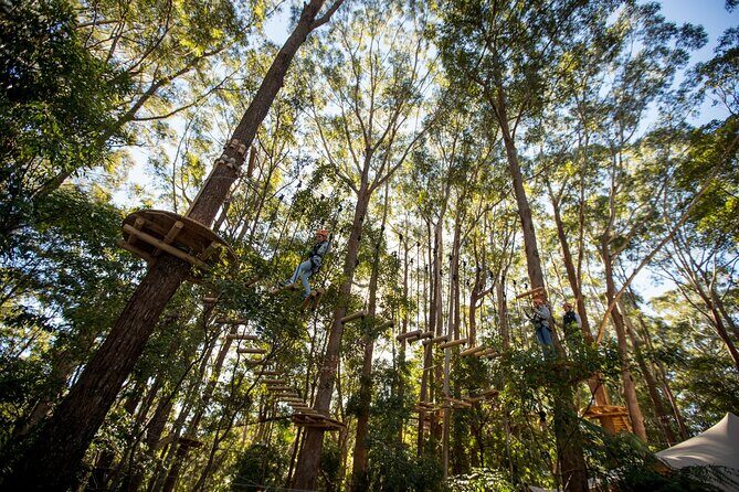 Western Sydney Tree Ropes Course - Why We Think This Tour Works for You