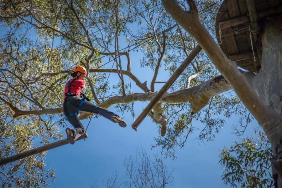 Western Sydney: Tree Ropes Courses - Why This Experience Matters