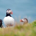 Westman Islands Day Tour from Reykjavik - Why This Tour Is Worth It