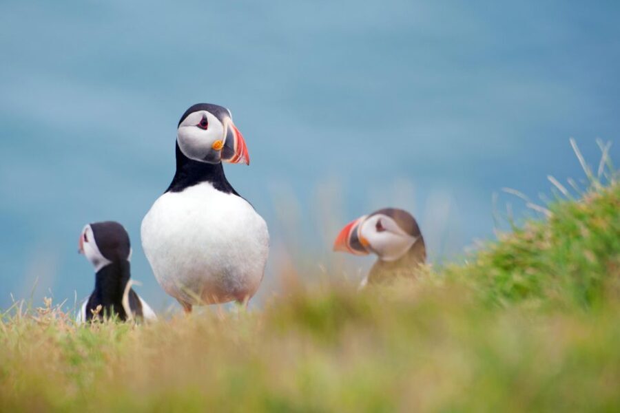 Westman Islands Day Tour from Reykjavik - Why This Tour Is Worth It