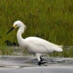 Wetlands Safari Eco-Cruise in Cape May (Birding By Boat) - The Sum Up