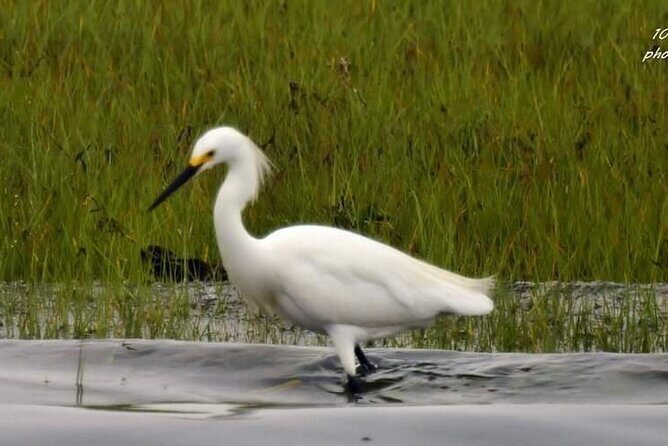 Wetlands Safari Eco-Cruise in Cape May (Birding By Boat)