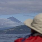 Whale and dolphin watching in Pico Island - The value of this whale and dolphin watching tour