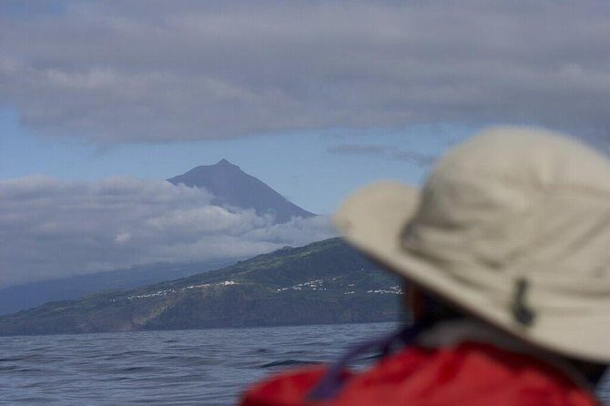 Whale and dolphin watching in Pico Island - The value of this whale and dolphin watching tour