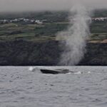 Whale and Dolphin Watching in Terceira Island - FAQ: Your Practical Questions Answered