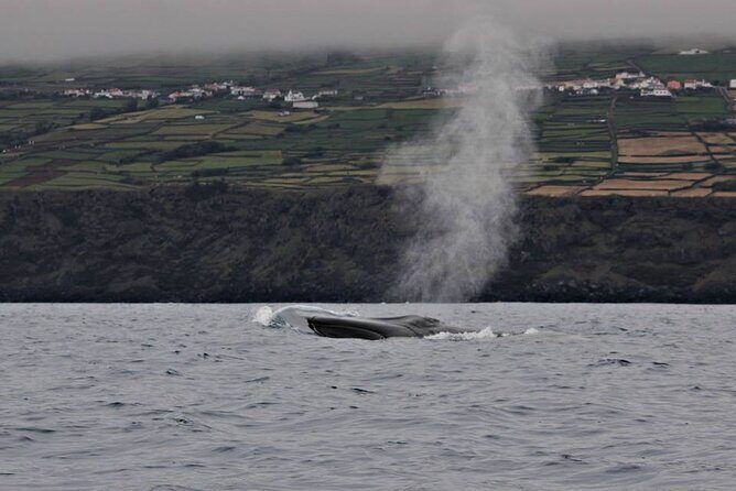 Whale and Dolphin Watching in Terceira Island - FAQ: Your Practical Questions Answered