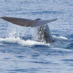 Whale and Dolphin Watching Tour on Pico Island - Frequently Asked Questions (FAQ)